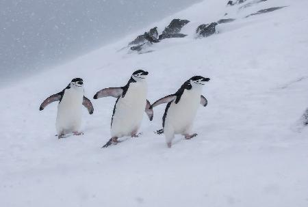 Happy Chinstraps in a Snow Storm