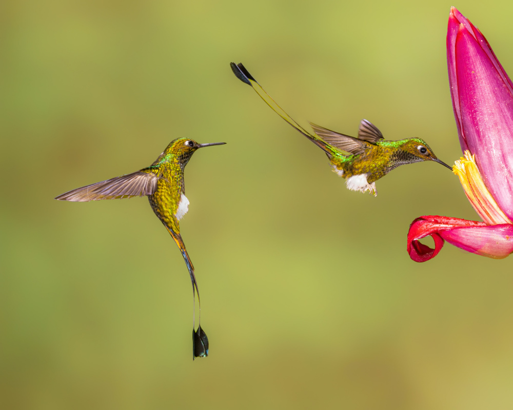Patiently waiting von Siyu and Wei Photography