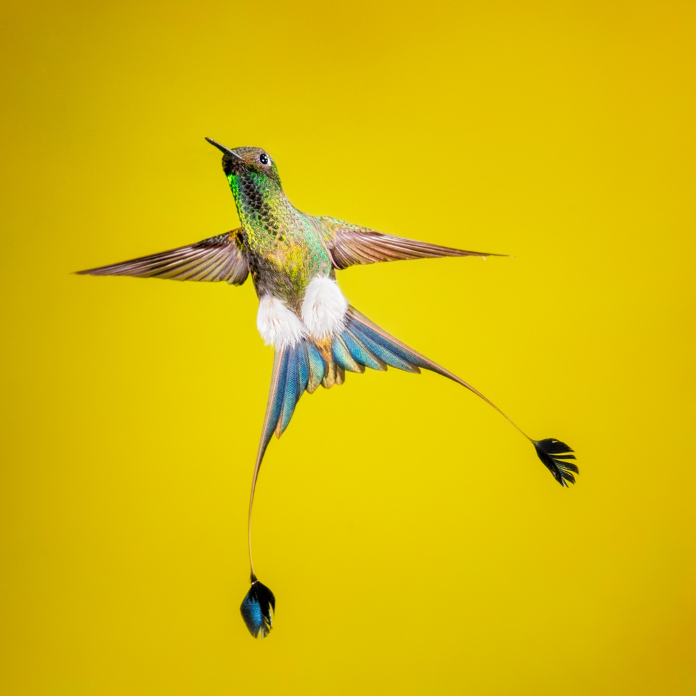 Booted rock-tail von Siyu and Wei Photography