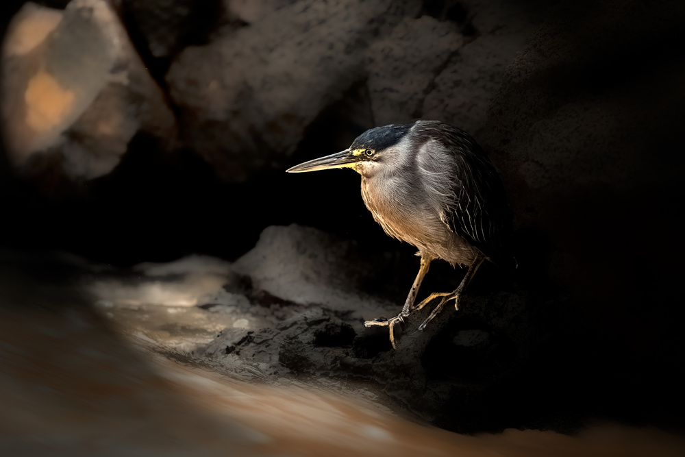 Striated Heron von Siyu and Wei Photography