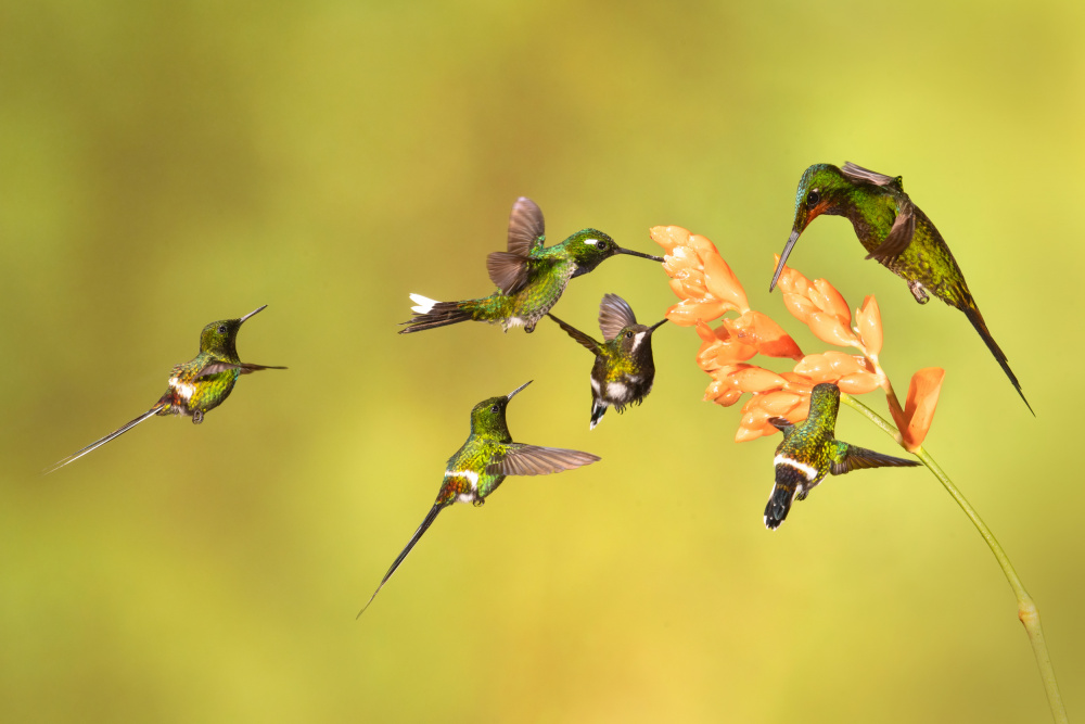 Group meeting von Siyu and Wei Photography