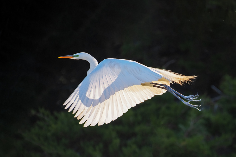 home coming at sunset von Siyu and Wei Photography