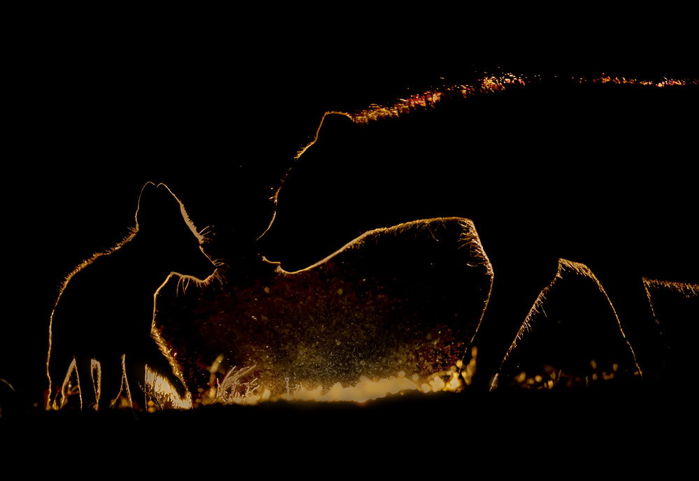 At Night von Siyu and Wei Photography