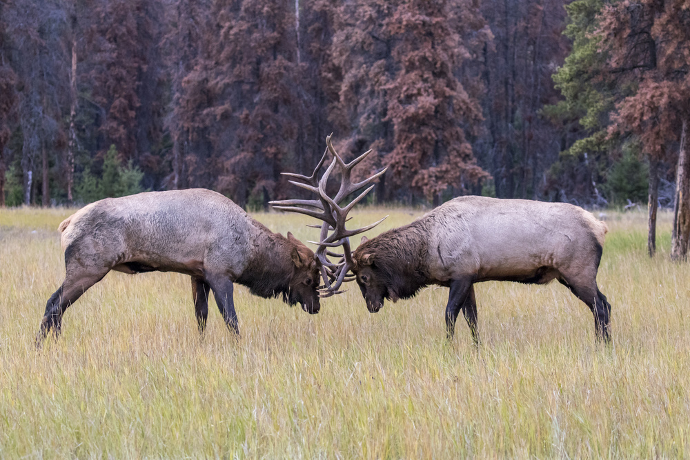 Fight von Siyu and Wei Photography