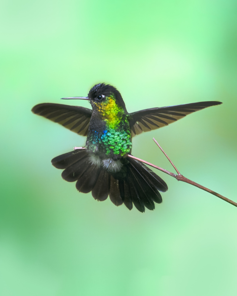 Hummingbird von Siyu and Wei Photography