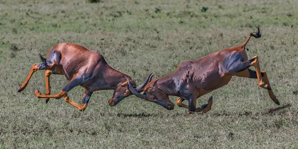 Head to Head von Siyu and Wei Photography
