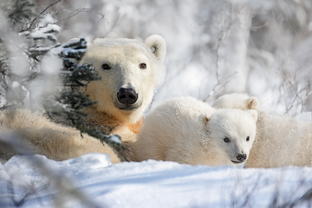 Mom and cubs von Siyu and Wei Photography