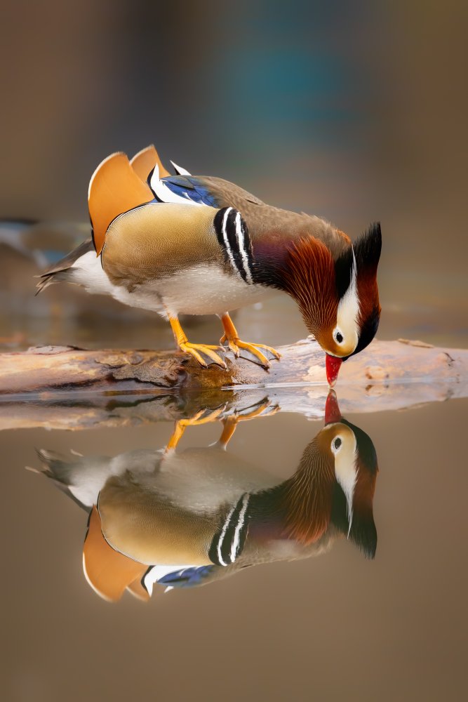 Mandarin dock, drinking and reflection von Siyu and Wei Photography