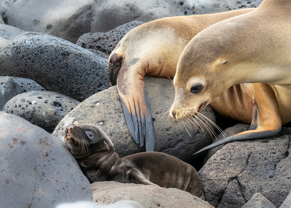 Mother and baby von Siyu and Wei Photography