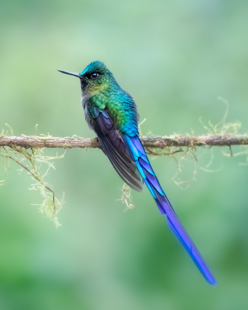 Pose for photo von Siyu and Wei Photography