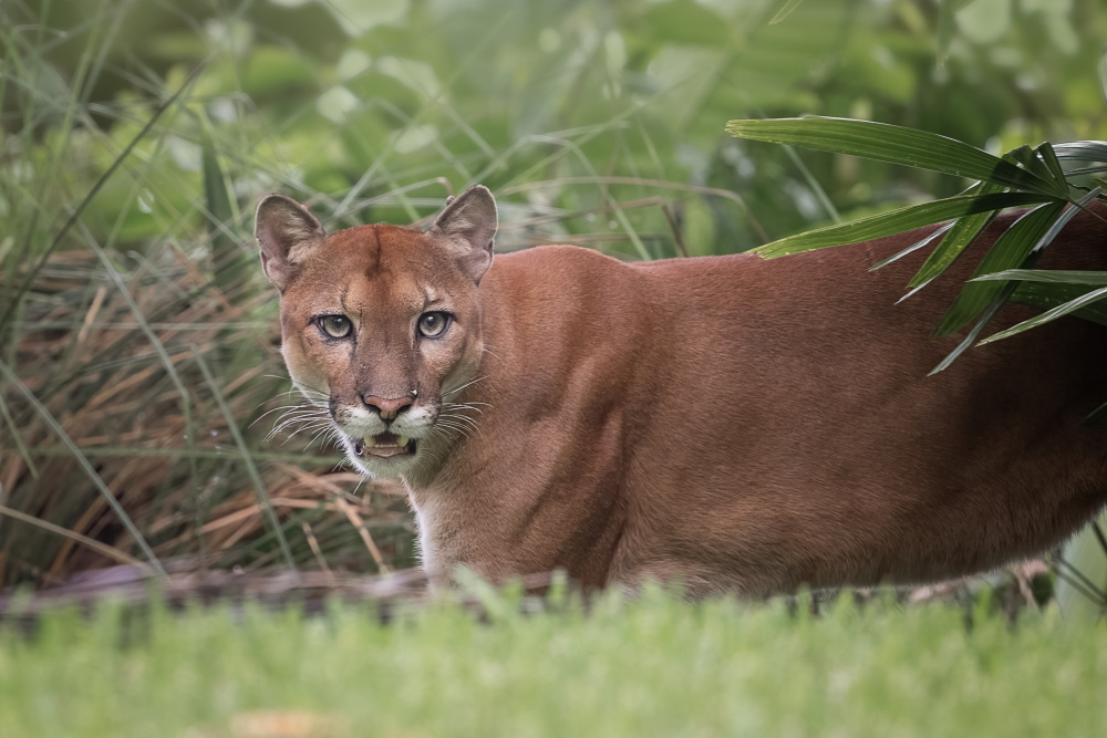 Puma von Siyu and Wei Photography