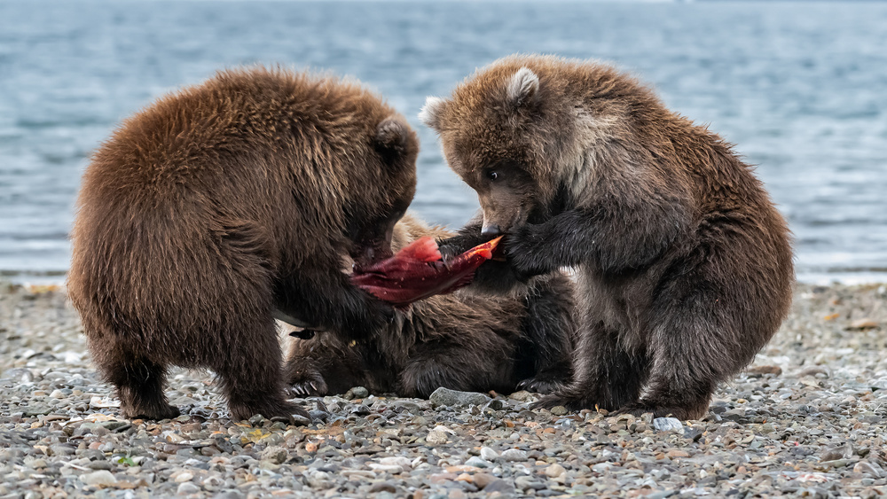 "It is mine" von Siyu and Wei Photography