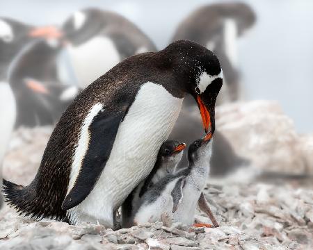 &quot;I am hungry&quot;