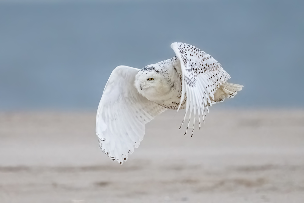 Snowy owl at beach von Siyu and Wei Photography