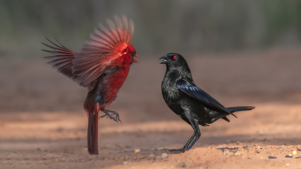 Black and Red 2 von Siyu and Wei Photography