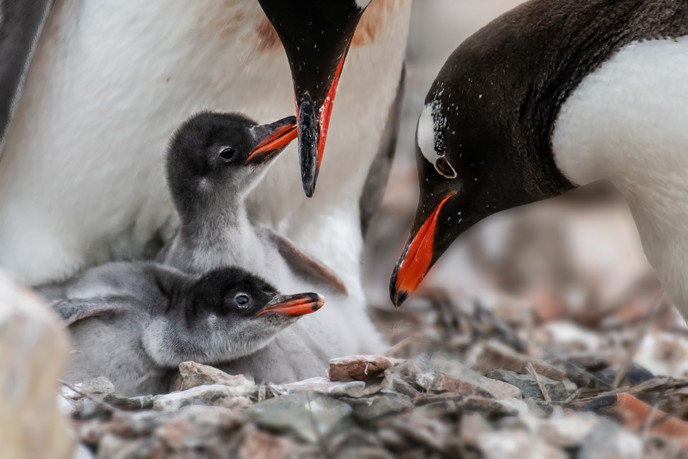 Social Distance von Siyu and Wei Photography