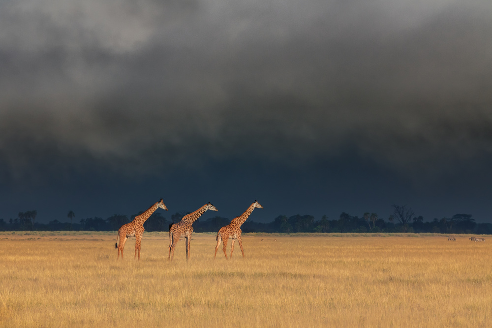 Trio Giraffes in Kenya Storm von Siyu and Wei Photography