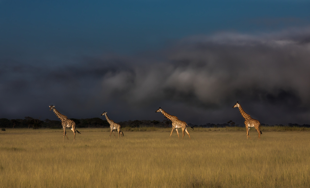 When A Storm is Coming von Siyu and Wei Photography
