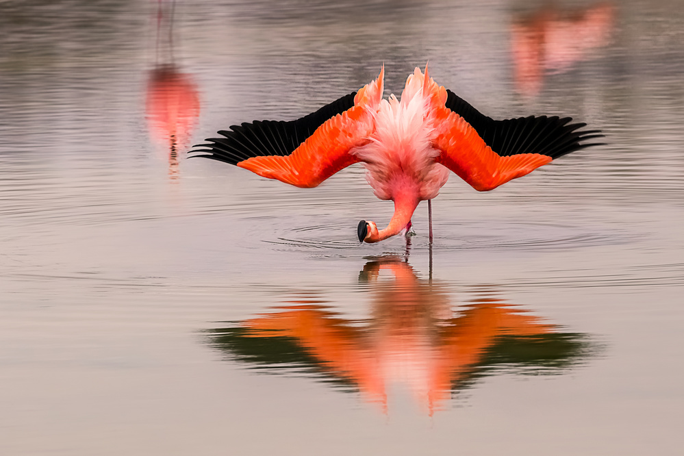 Winds von Siyu and Wei Photography