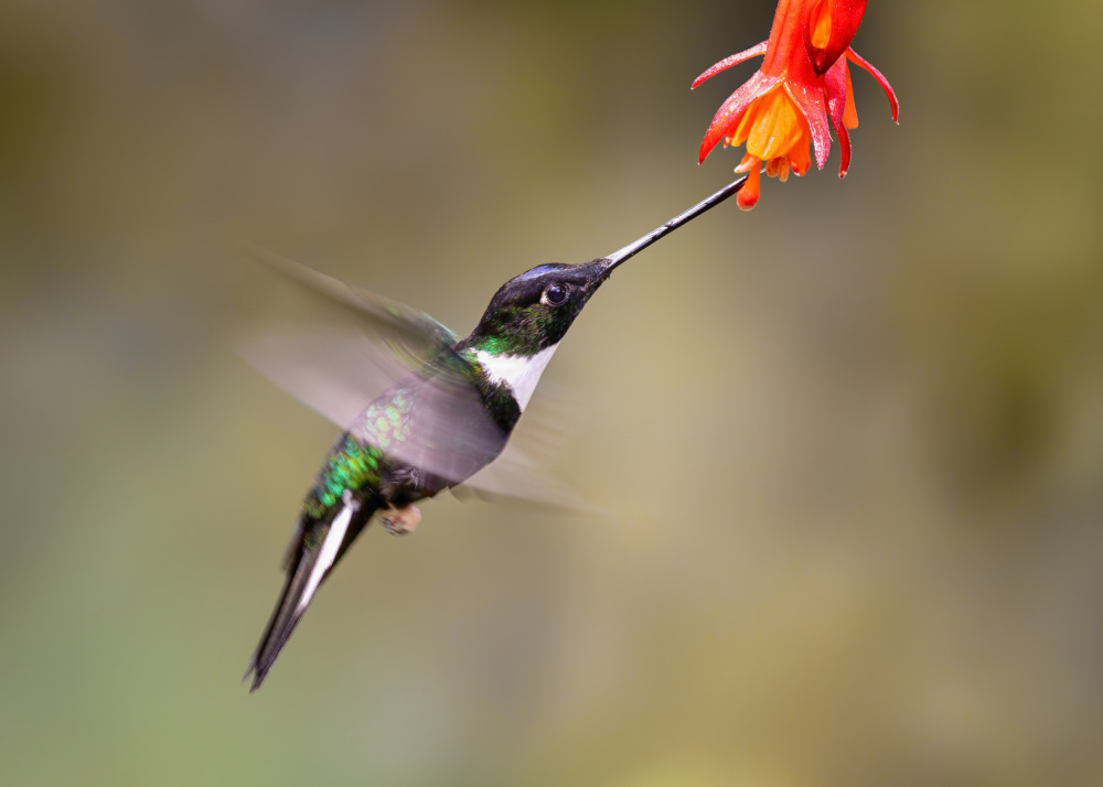 Slow motion of a humming bird von Siyu and Wei Photography