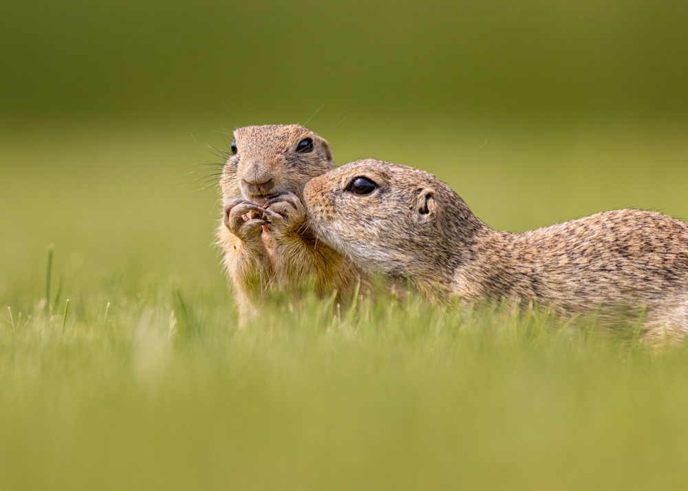 together von Siyu and Wei Photography
