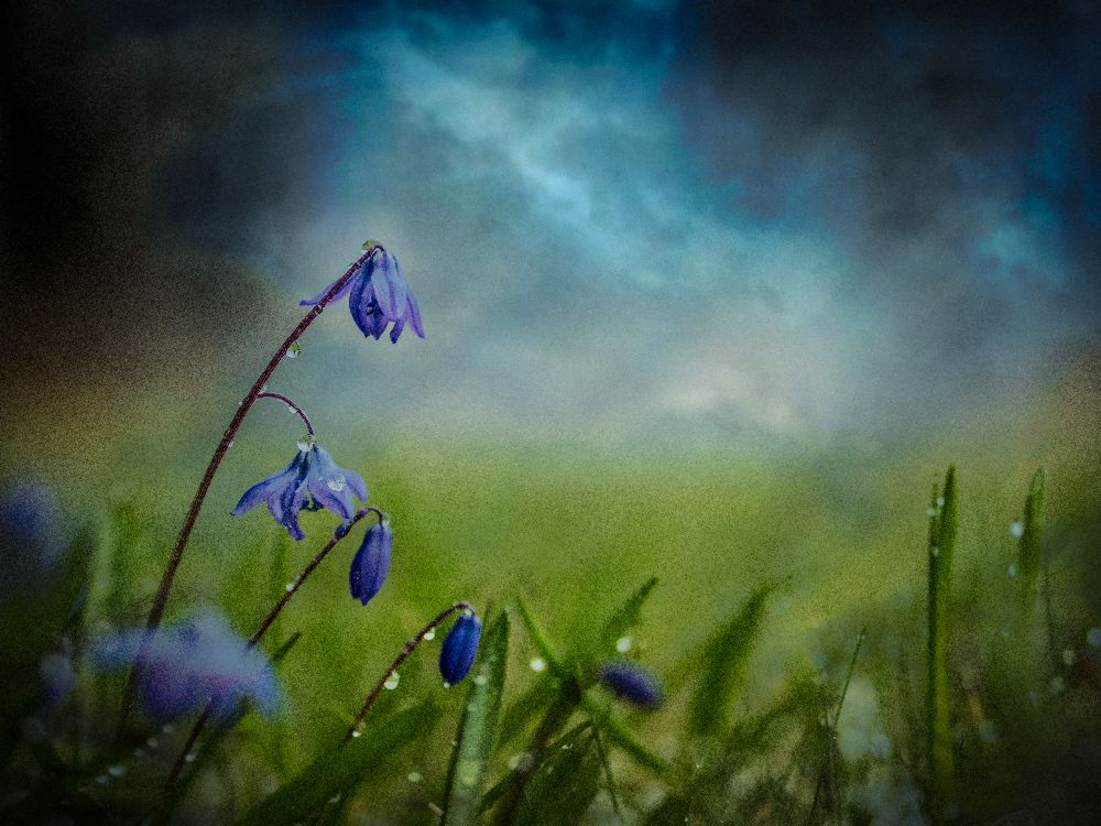 Nach dem Frühlingsregen von Åsmund Kværnstrøm