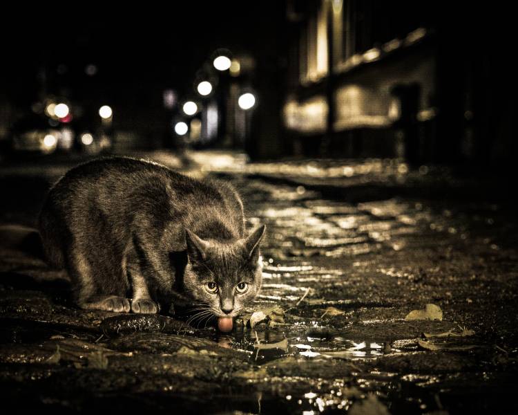 Red von Smund Kv?rnstr?m