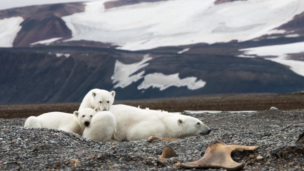 The Bear Family von Som Prasad