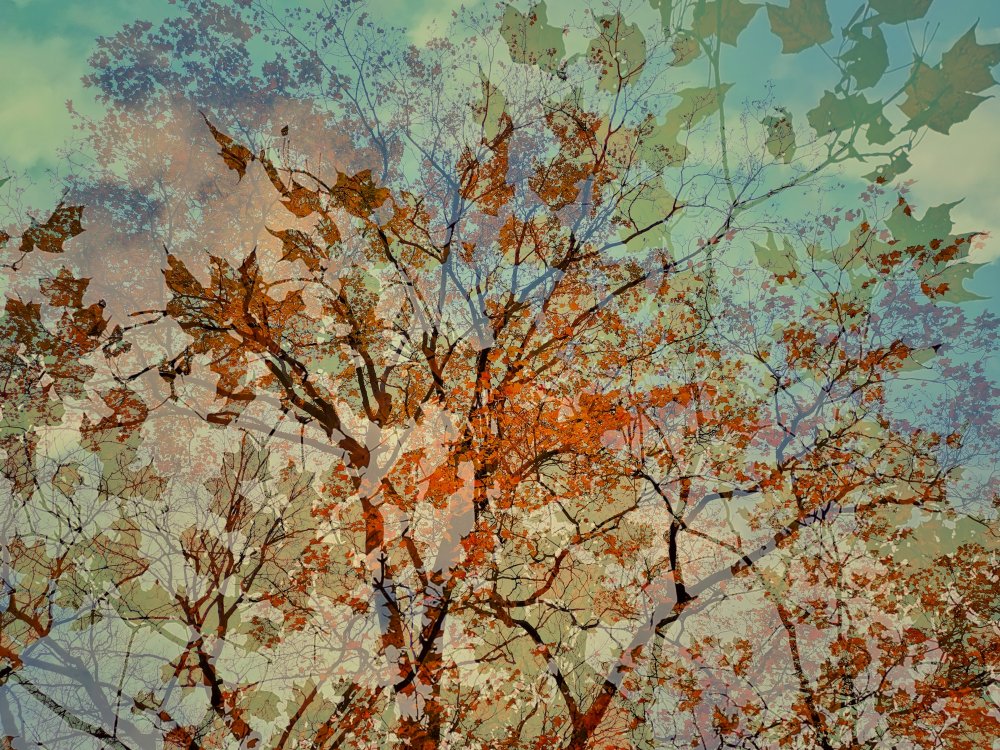 Musical Autumn von Sonya Liu