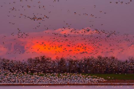 Companions of the Sky