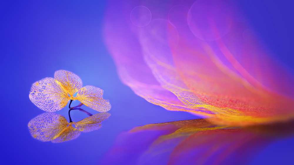 Leaf message von Sophie Pan