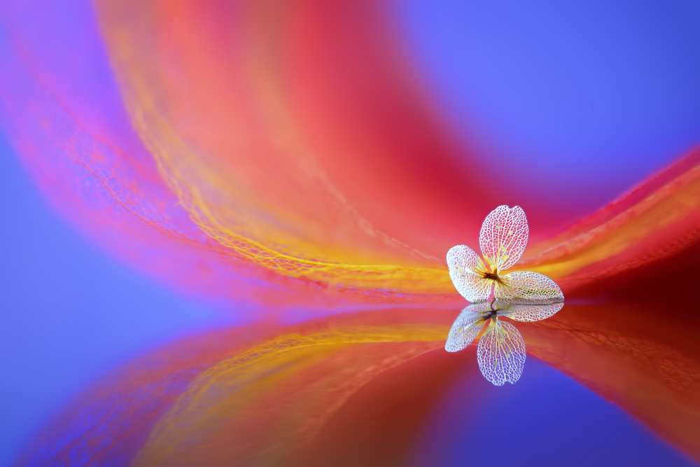 The Whisper von Sophie Pan