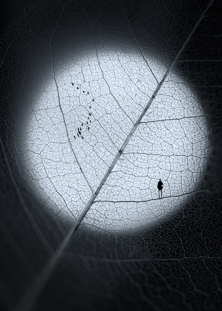 Veins von Sophie Pan