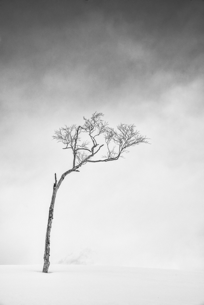 Hokkaido, Serie Tree, Study 1 von Sophie Voituron