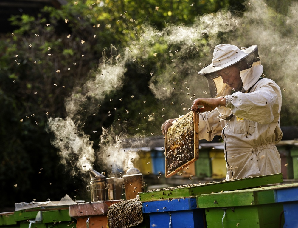 The Apiarist von Sorin Onisor