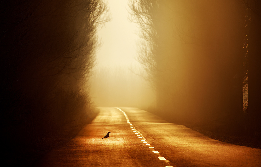 The Crow ! von Sorin Onisor