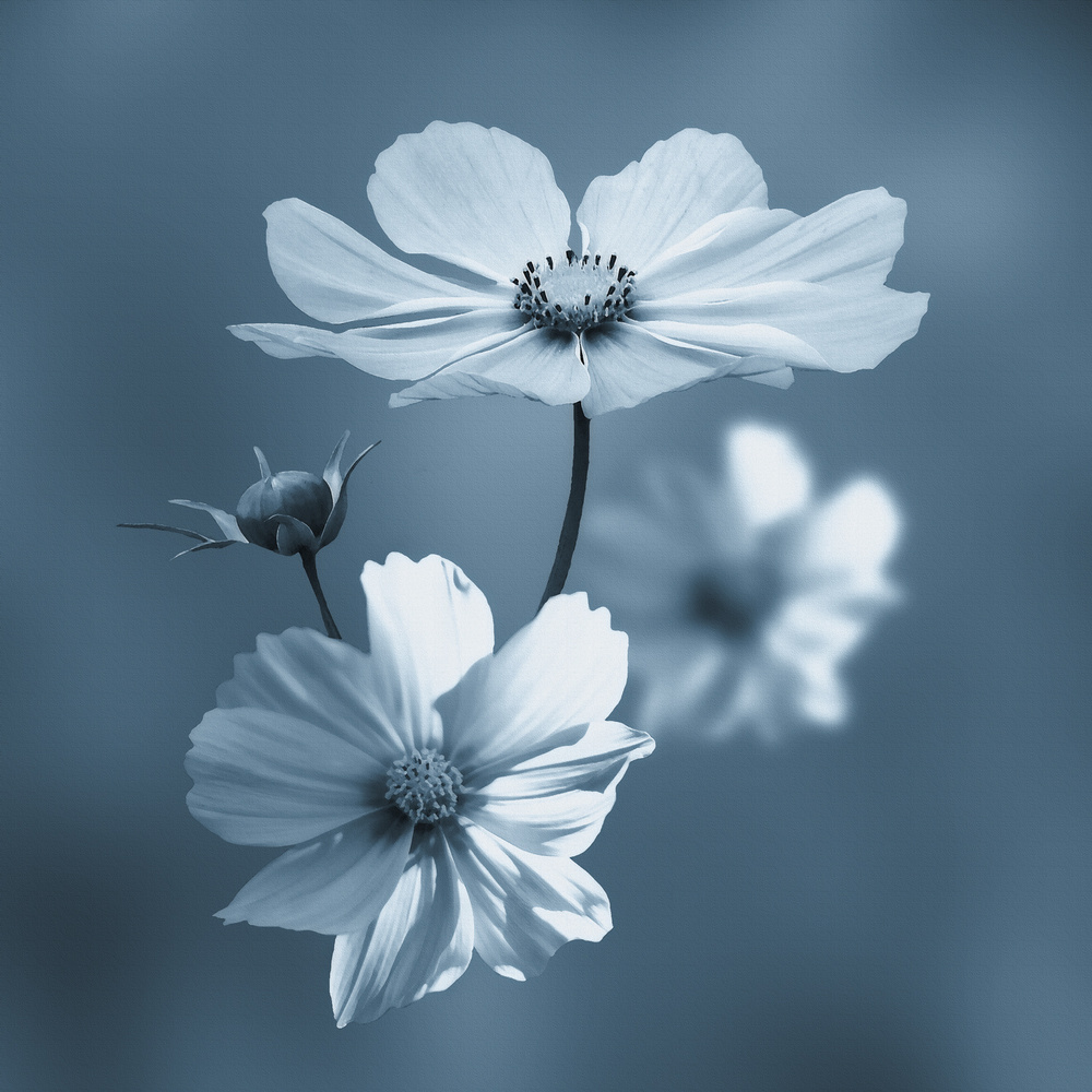 Blue summer... von Stefan Eisele