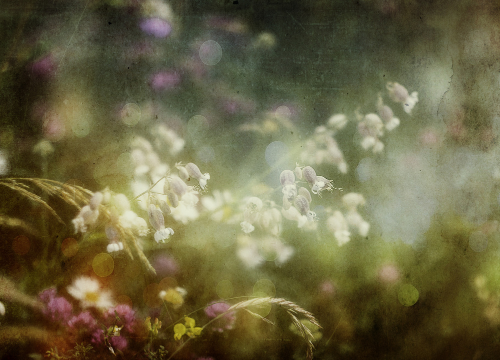 Summercolors... von Stefan Eisele