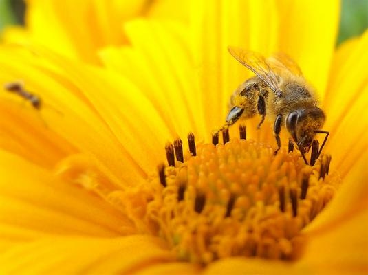 sun flower bee von Stefan Grötsch