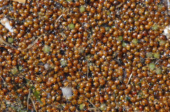 Marienkäfer-Invasion an der Ostsee von Stefan Sauer