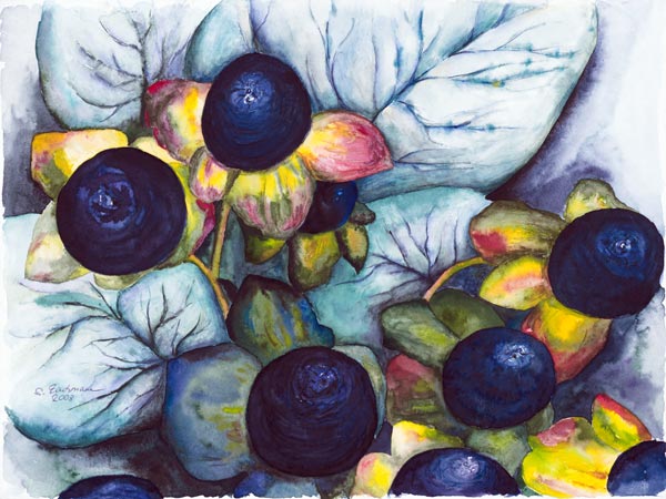 Johanniskraut von Stefanie Zachmann