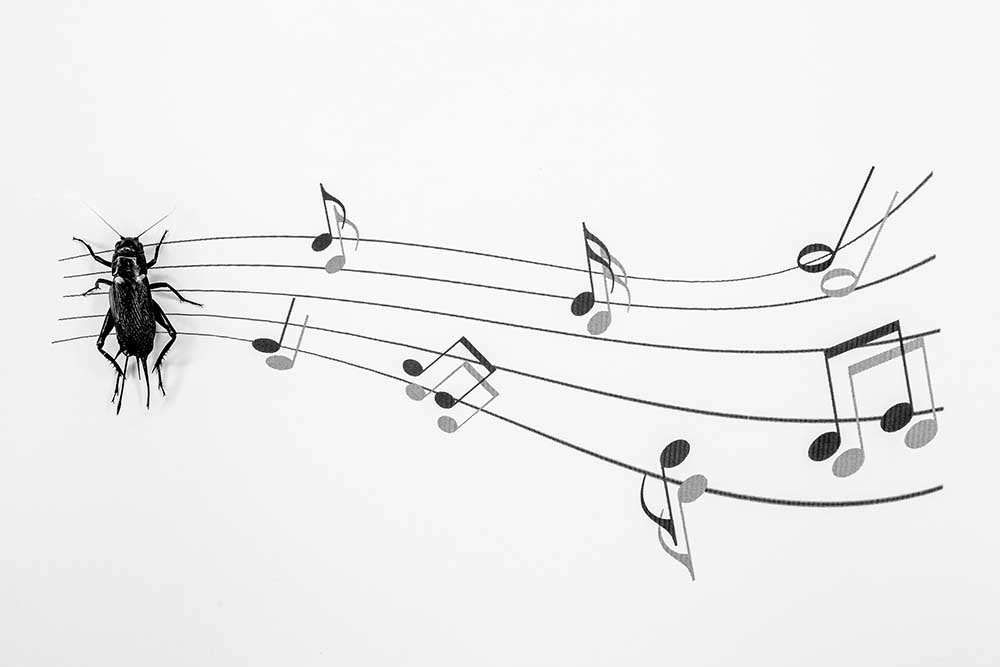 Die Musik der Natur von Stefano Mallus