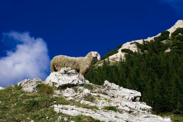 Bergschaf von Steffen Breyer