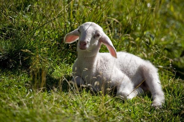 Lamm von Steffen Breyer