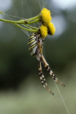 Wespenspinne von Steffen Breyer