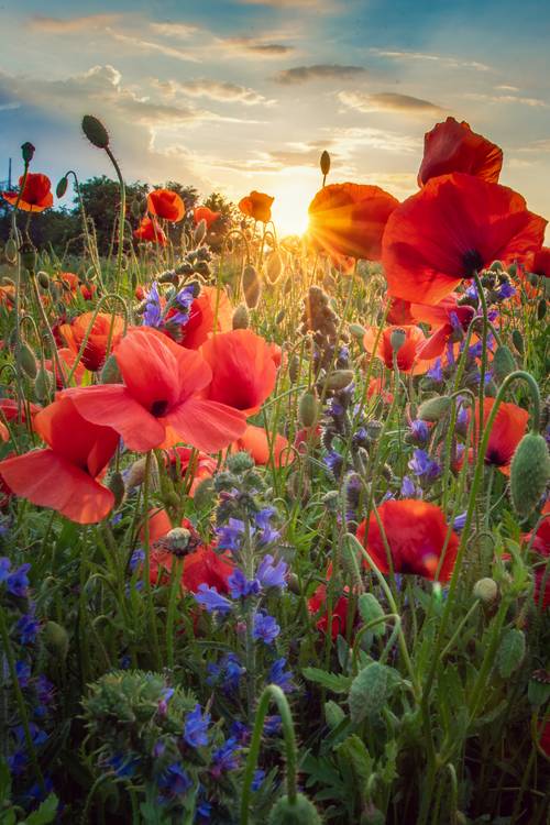Sommerabend von Steffen  Gierok
