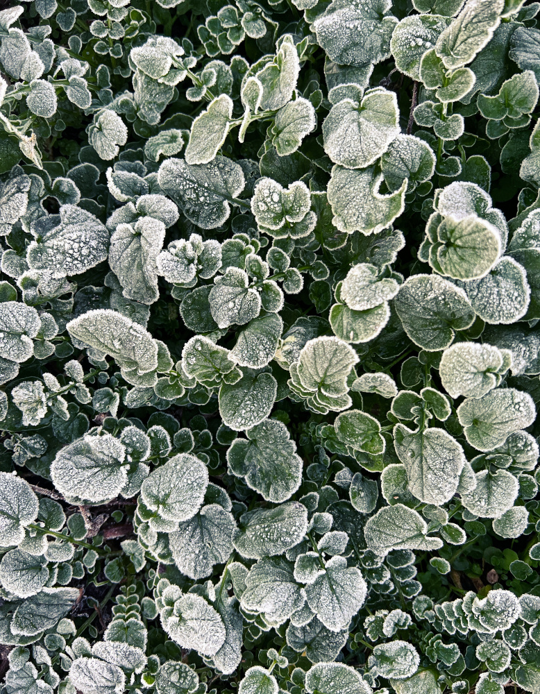 Frosted von Stephan Morais