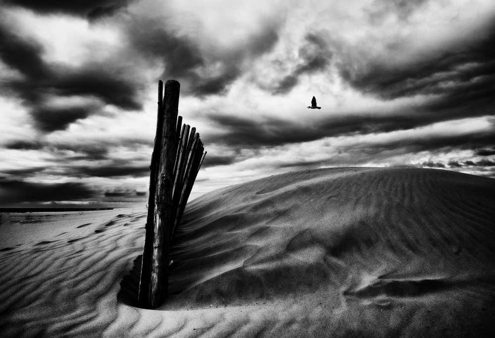 Le cri du goA©land, le soir, au-dessus des canisses von Stéphane Pecqueux