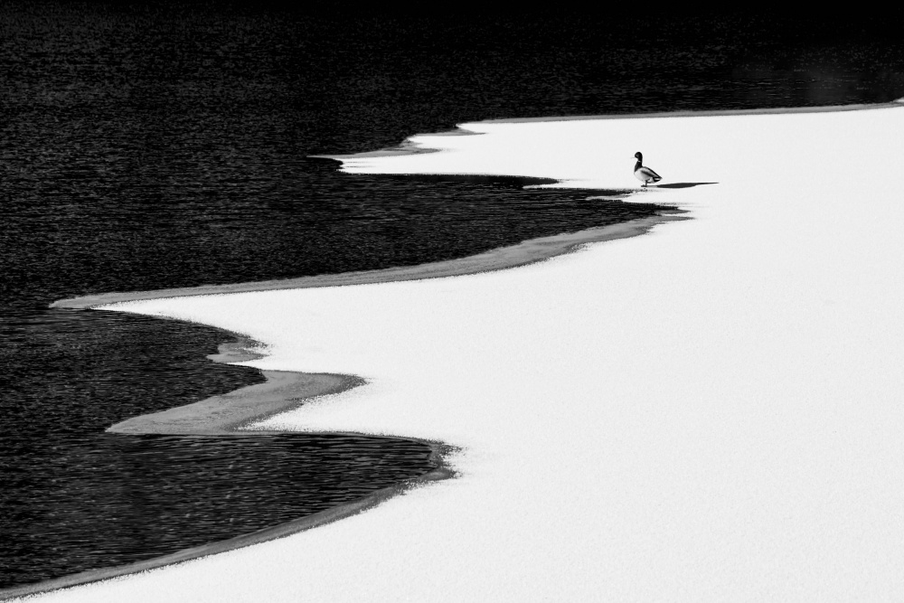 Lonely von Steven Zhou