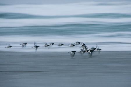 oystercatchers
